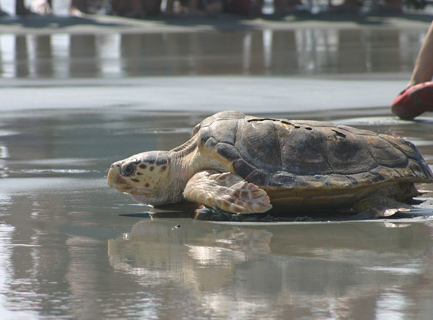  Loggerhead sea turtle 