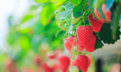 Science! New Bioactive Packaging Keeps Strawberries Fresh Up to 12 Days