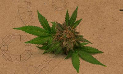 Here Are the Top 5 Trends in Cannabis Branding and Package Design
